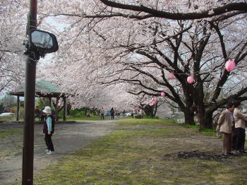 大口の桜並木