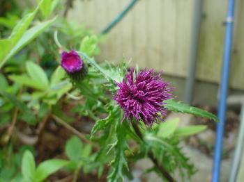 家内撮るあざみ