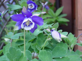 家内も上手になった