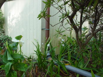 どんどん咲いてくる