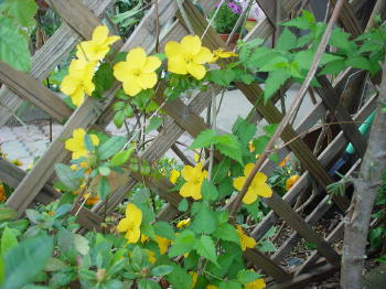 母さんの大事な花