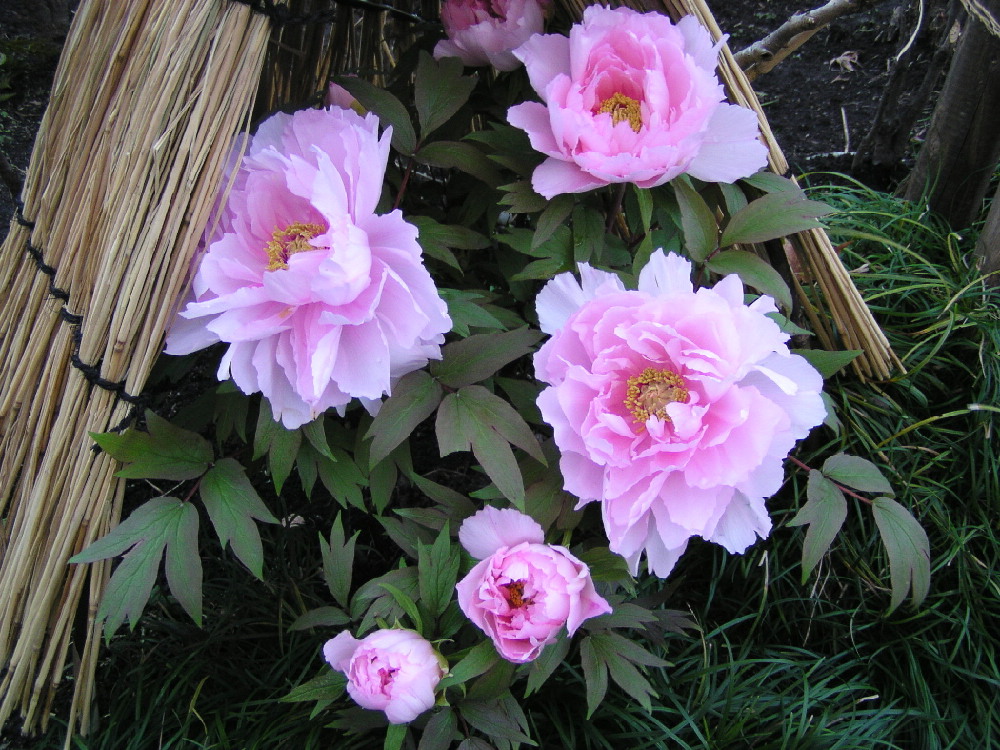 2007ぼたんの花2