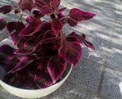 あたらしいいのち***