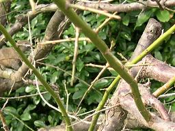DSCN0175.JPG