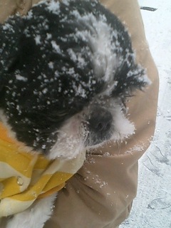 雪ちゃん雪まみれ