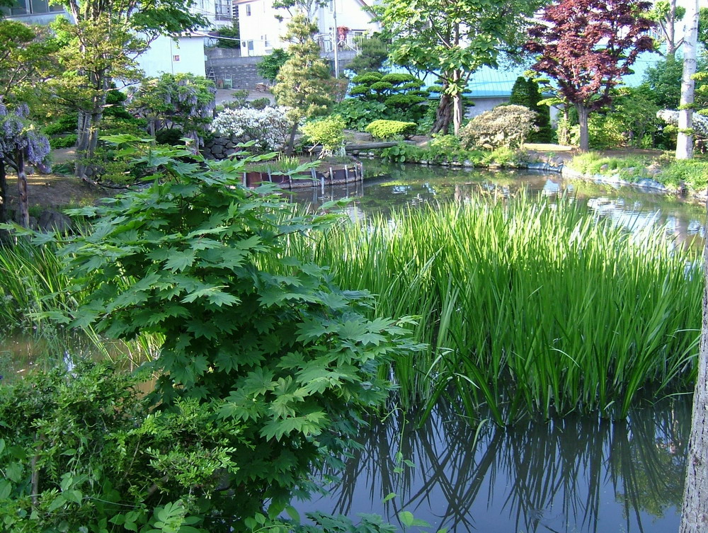 大高酵素庭園・水生植物茂る池