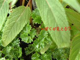 050919モモちゃん４号パセリに避難