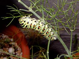 050918モモちゃん３号フェンネル