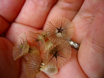 ドラムスティック　種