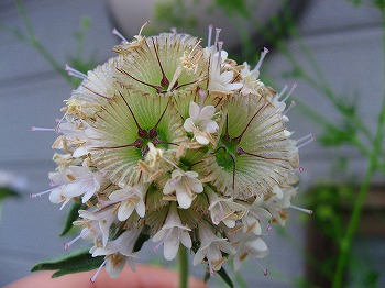 ドラムスティック　花後