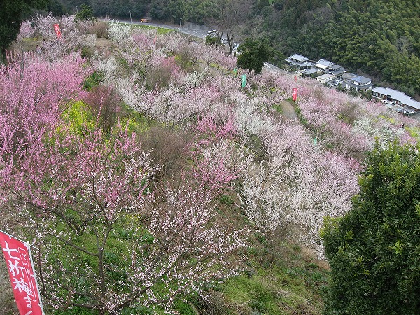 七折梅園