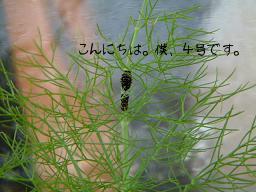 050917モモちゃん４号発見