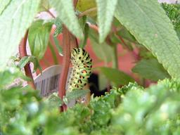 050919モモちゃん２号動かなくなる