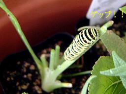 050919モモちゃん３号フェンネル完食