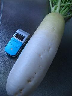 ぶっとい大根さん