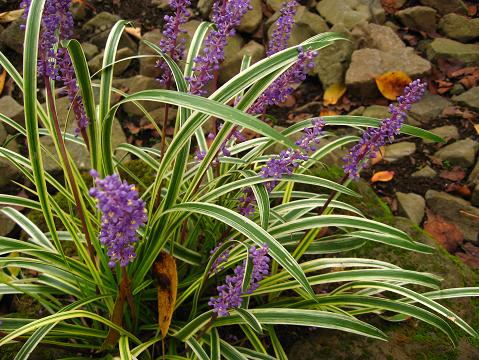 散歩途中の草花