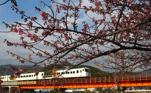 河津桜と伊豆急