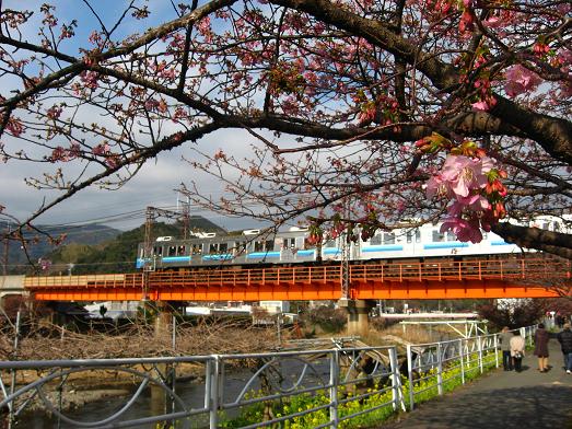 河津桜と伊豆急