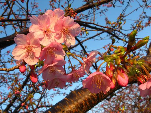 河津桜