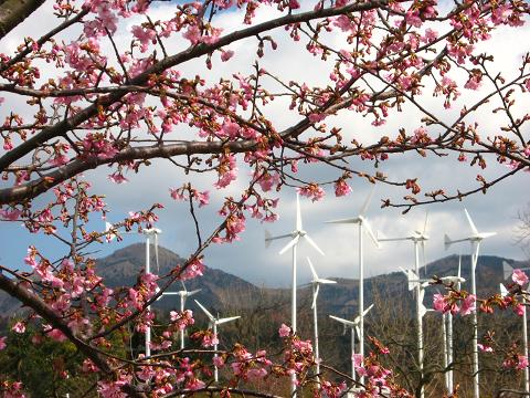 桜と風車