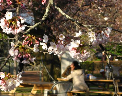 桜広場にて