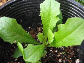 桃色たんぽぽ１