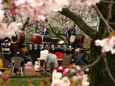 桜広場にて　２００９