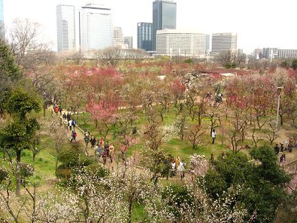 大阪城梅林