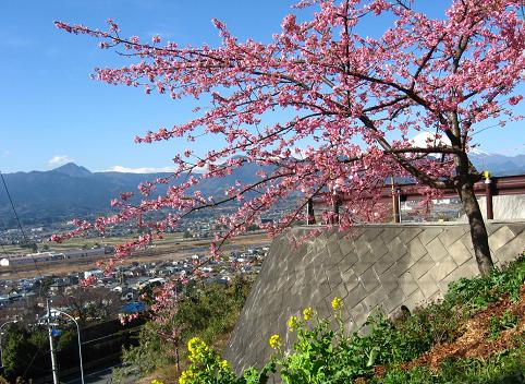 松田の河津桜