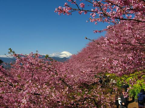 遠くに望む富士山