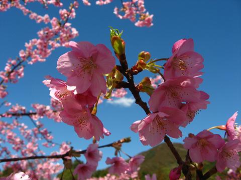 松田の河津桜　２