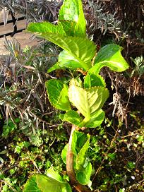 挿し芽の紫陽花