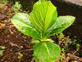 挿し芽の紫陽花２