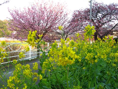 菜の花と桜