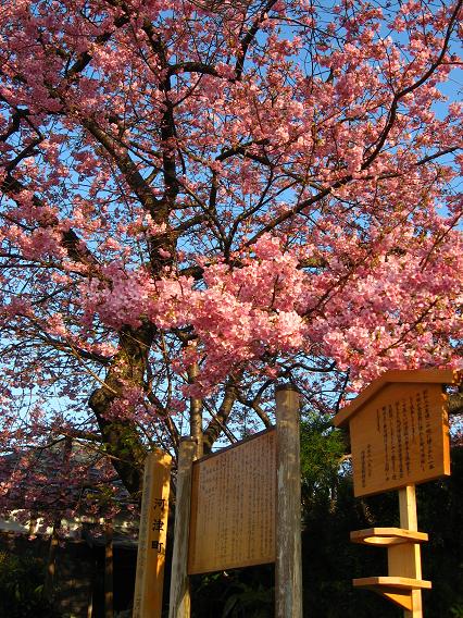 河津桜原木　１