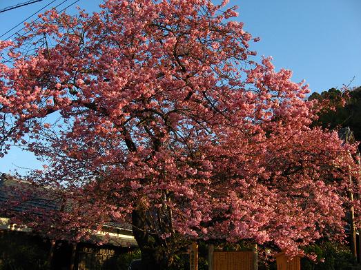 河津桜の原木　２