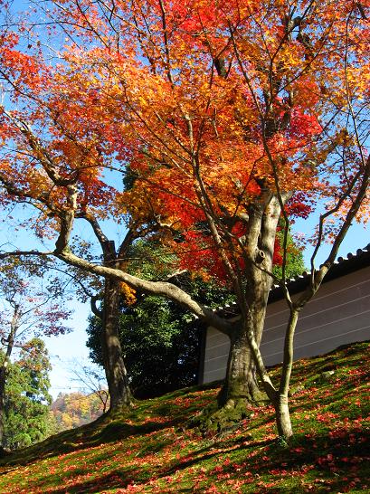 曼殊院　２