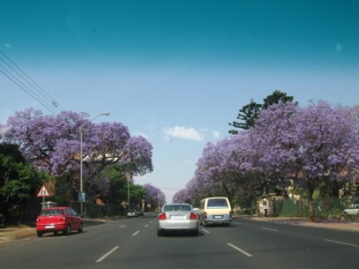 ジャカランダ４