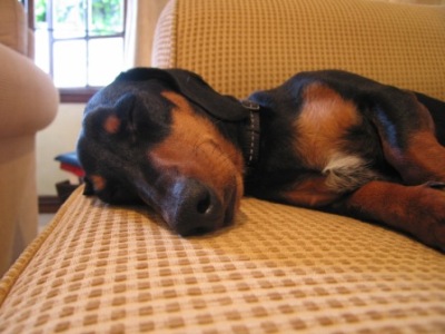 ジャカランダ５