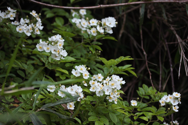 ノイバラ（野茨、野薔薇）