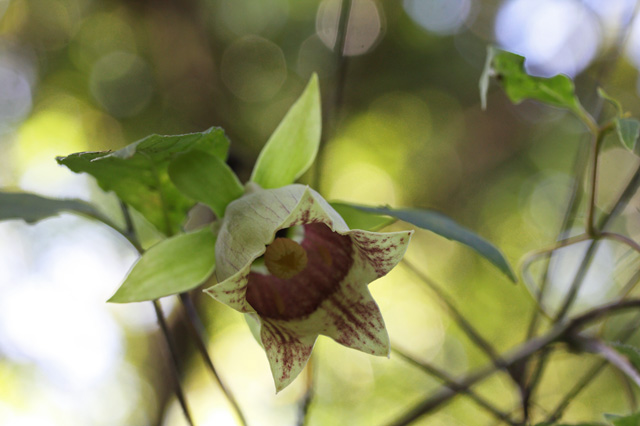 ツルニンジン(蔓人参)