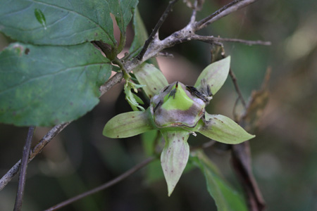 ツルニンジン(蔓人参)