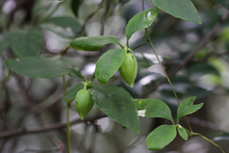 ツルニンジンの蕾