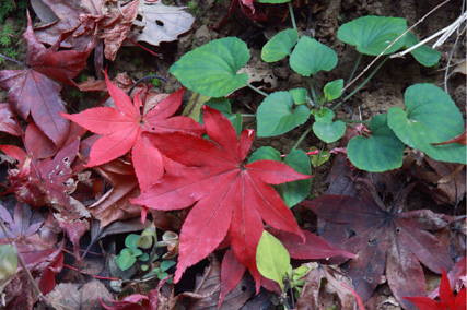 狭山丘陵の紅葉