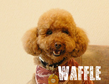 waffle.jpg