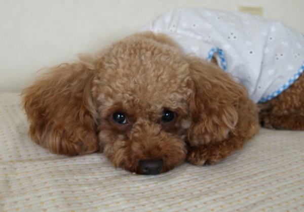 うとうと、ディアナ