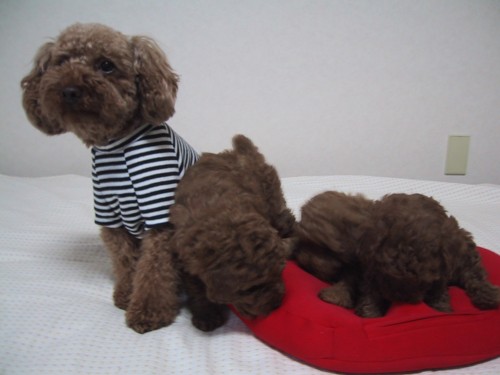 ディアナ＆３ベビーズ