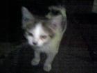 赤ちゃんねこ