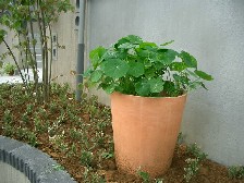 ナスタチュームこんもり！