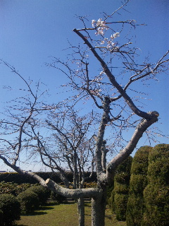 桜2010